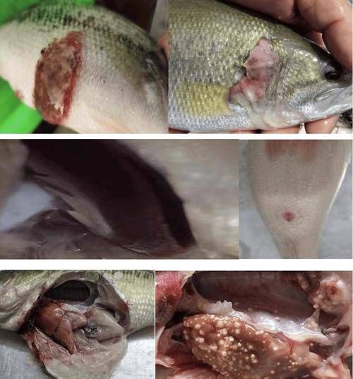 給我一些魚爛真菌和細菌的圖片，魚爛真菌和細菌性爛病