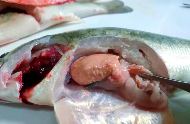 給我一些魚爛真菌和細菌的圖片，魚爛真菌和細菌性爛病