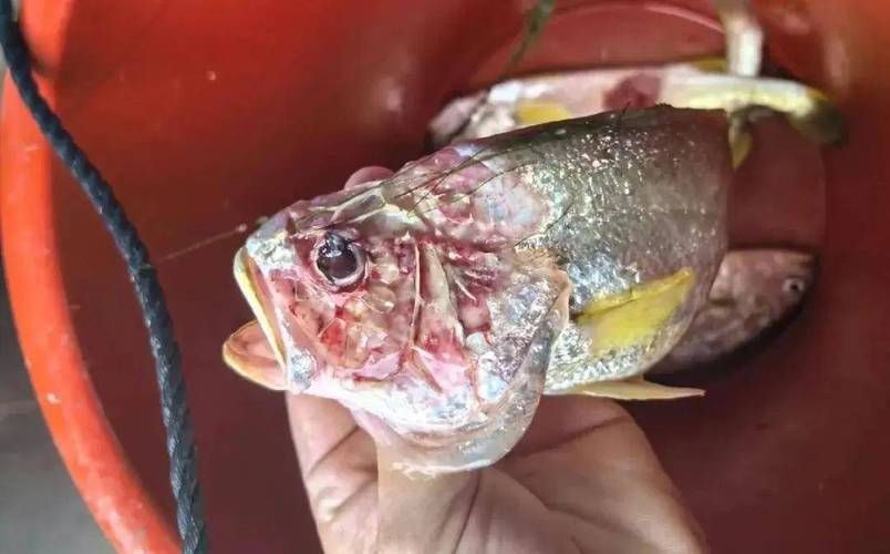 給我一些魚爛真菌和細菌的圖片，魚爛真菌和細菌性爛病