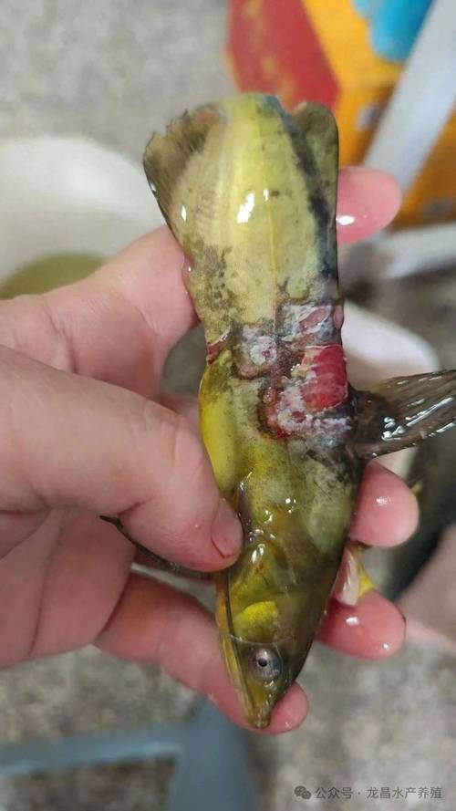 給我一些魚爛真菌和細菌的圖片，魚爛真菌和細菌性爛病