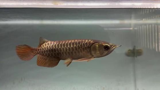 李亞四龍魚有哪些經典品種？