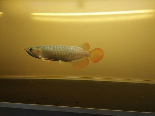 李亞四龍魚有哪些經典品種？