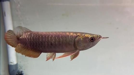 李亞四龍魚有哪些經典品種？