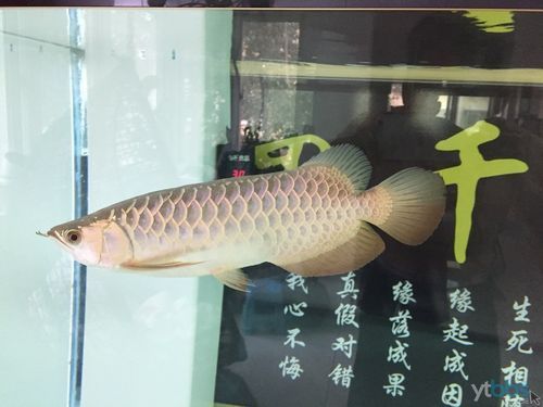 李亞四龍魚有哪些經典品種？
