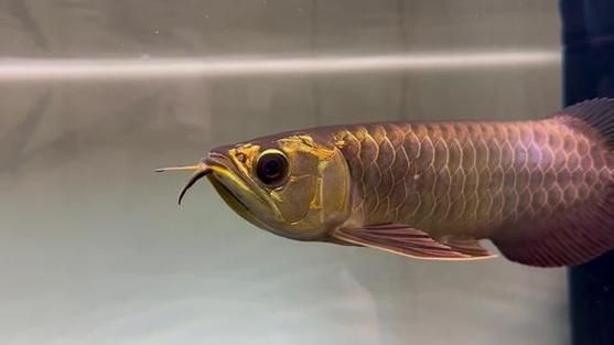 李亞四龍魚有哪些經典品種？