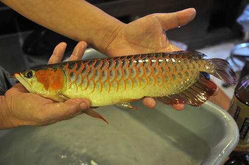 李亞四龍魚有哪些經典品種？