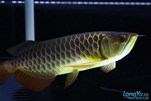 李亞四龍魚有哪些經典品種？