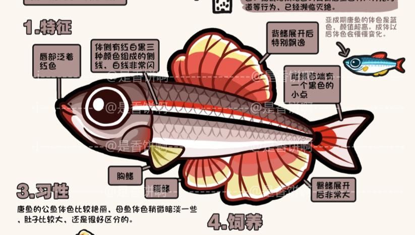 給我推薦一些色彩鮮艷的小型冷水魚，小型冷水魚因其色彩鮮艷而受到許多人的喜愛，它們通常生活在清澈的水域中