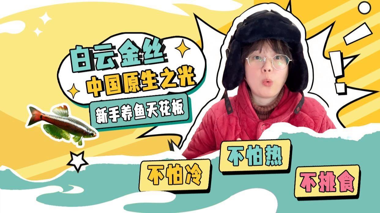 給我推薦一些色彩鮮艷的小型冷水魚，小型冷水魚因其色彩鮮艷而受到許多人的喜愛，它們通常生活在清澈的水域中