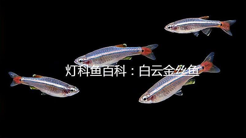 給我推薦一些色彩鮮艷的小型冷水魚，小型冷水魚因其色彩鮮艷而受到許多人的喜愛，它們通常生活在清澈的水域中