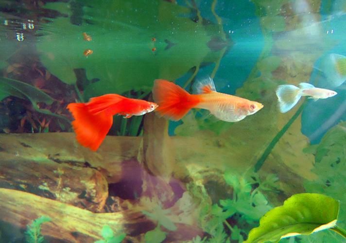 如何判斷小型魚是否發(fā)情？，如何判斷小型魚是否發(fā)情，