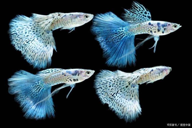 如何判斷小型魚是否發情？，如何判斷小型魚是否發情，