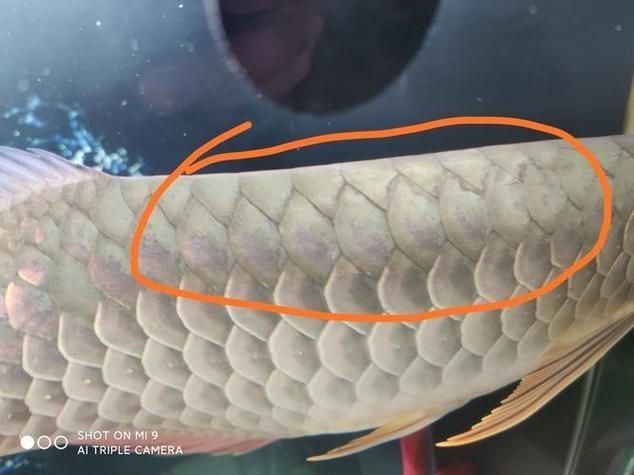 如何預防龍魚鱗片上的白色凸起？，如何預防龍魚白色凸起