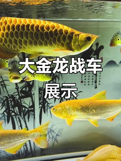 如何區分真假龍魚戰車？，《英雄聯盟》區分真假龍魚戰車無需代碼任務區分真假