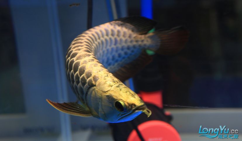 長城杯龍魚大賽的冠軍魚有何特殊待遇，長城杯龍魚大賽冠軍魚有何特殊待遇冠軍魚有何特殊待遇