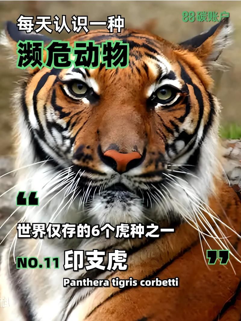 泰國虎的繁殖方式是什么？，泰國虎的繁殖方式