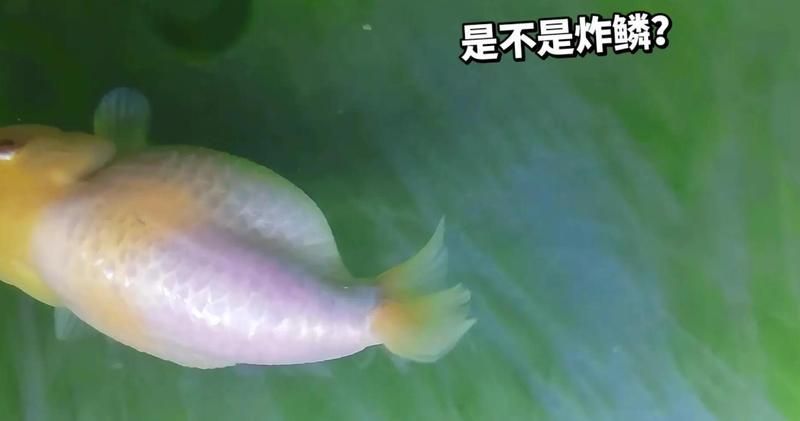 如何判斷魚鼓肚子炸鱗是否嚴重，如何判斷魚鼓肚子炸鱗嚴重
