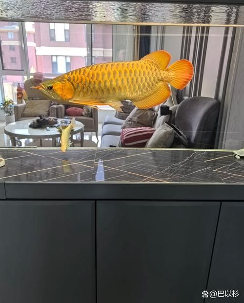如何辨別真假金龍魚視頻祥龍魚場(chǎng)？，如何辨別真假金龍魚