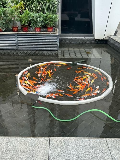 如何辨別真假金龍魚視頻祥龍魚場(chǎng)？，如何辨別真假金龍魚