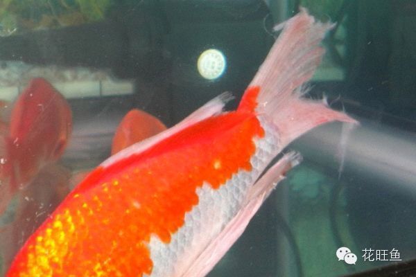 如何預防錦鯉爛鰭的發生，如何預防北京錦鯉爛鰭