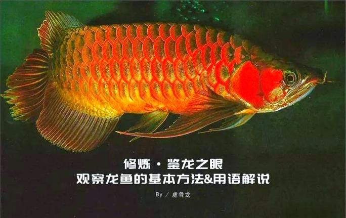 紅龍過背的特征圖片，紅龍過背鑒賞