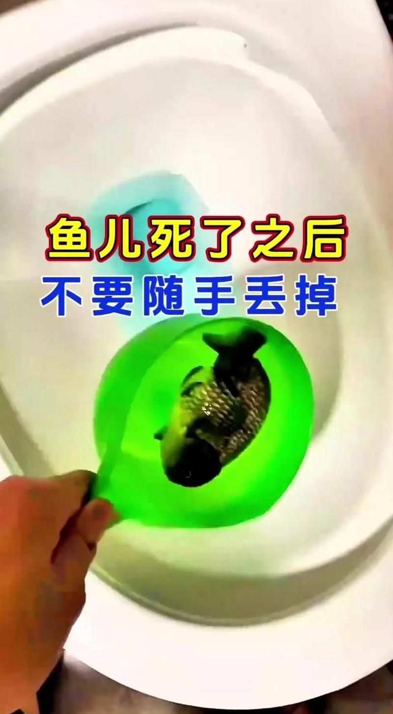 如何科學處理死魚，科學處理死魚的處理方法包括3個步驟