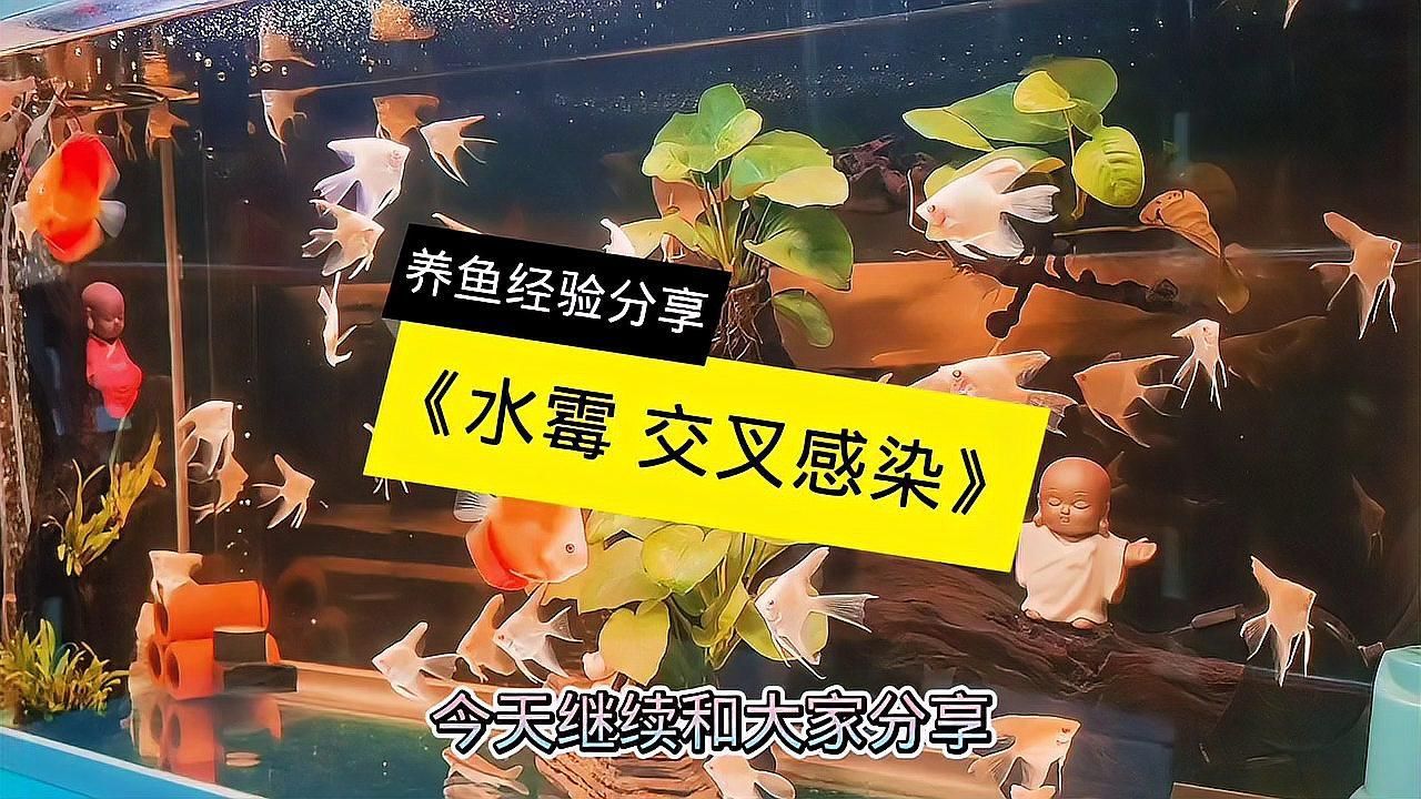 合缸交叉感染有哪些癥狀，合缸交叉感染有哪些癥狀調用工具百度健康-去問診