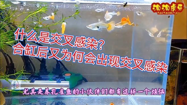 合缸交叉感染有哪些癥狀，合缸交叉感染有哪些癥狀調用工具百度健康-去問診