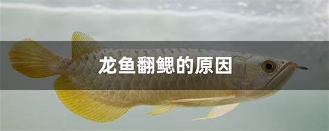 龍魚真菌一般多久消失