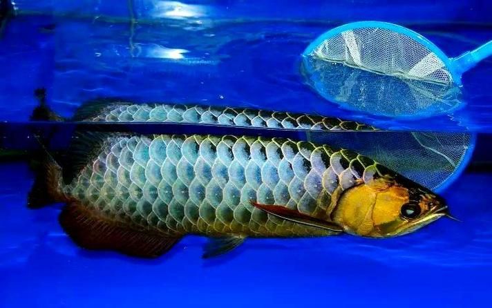購買過背金龍魚注意事項，購買過背金龍魚時，有幾個重要的注意事項需要牢記