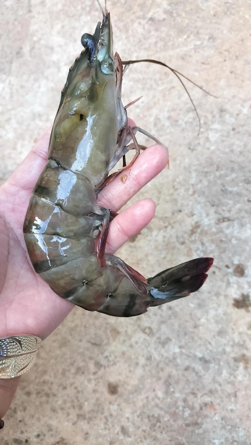 哪些龍魚品種適合搭配這些食物？，龍魚品種適合搭配“配圖”，