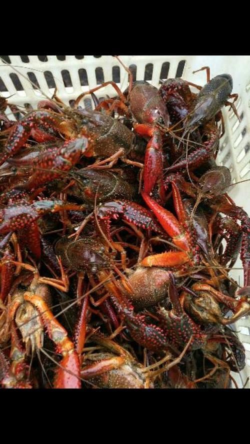 哪些龍魚品種適合搭配這些食物？，龍魚品種適合搭配“配圖”，