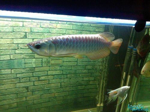 哪些龍魚品種適合搭配這些食物？，龍魚品種適合搭配“配圖”，