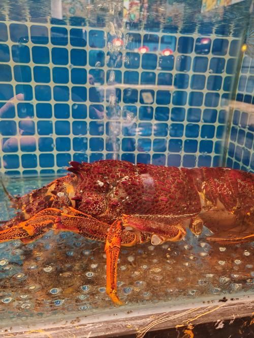 哪些龍魚品種適合搭配這些食物？，龍魚品種適合搭配“配圖”，