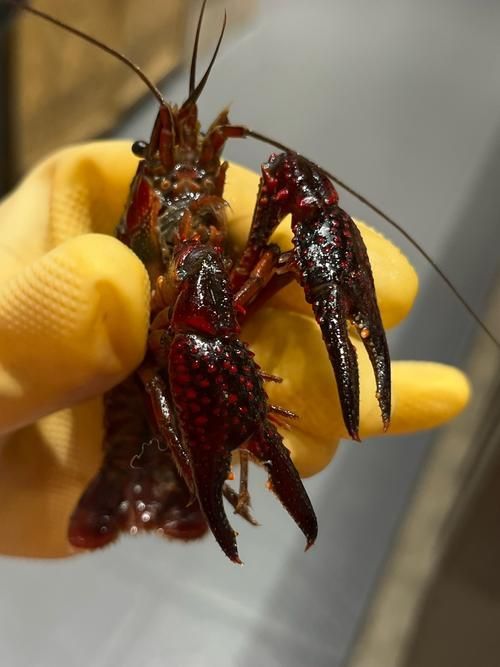 哪些龍魚品種適合搭配這些食物？，龍魚品種適合搭配“配圖”，