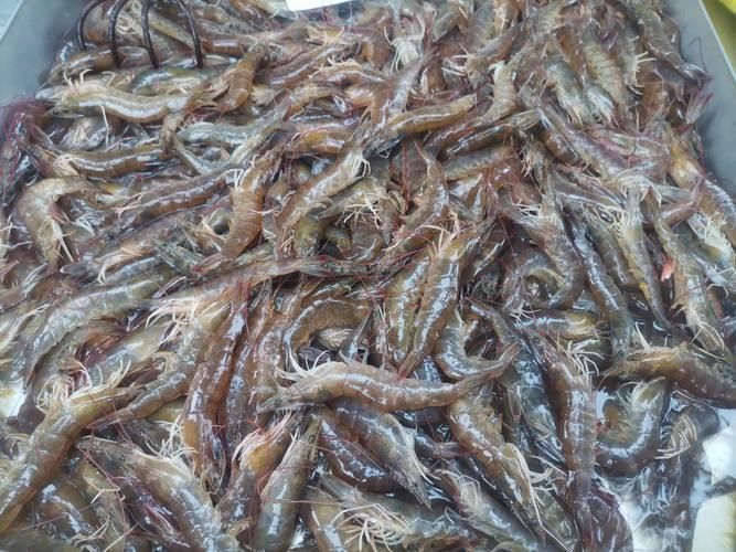 哪些龍魚品種適合搭配這些食物？，龍魚品種適合搭配“配圖”，