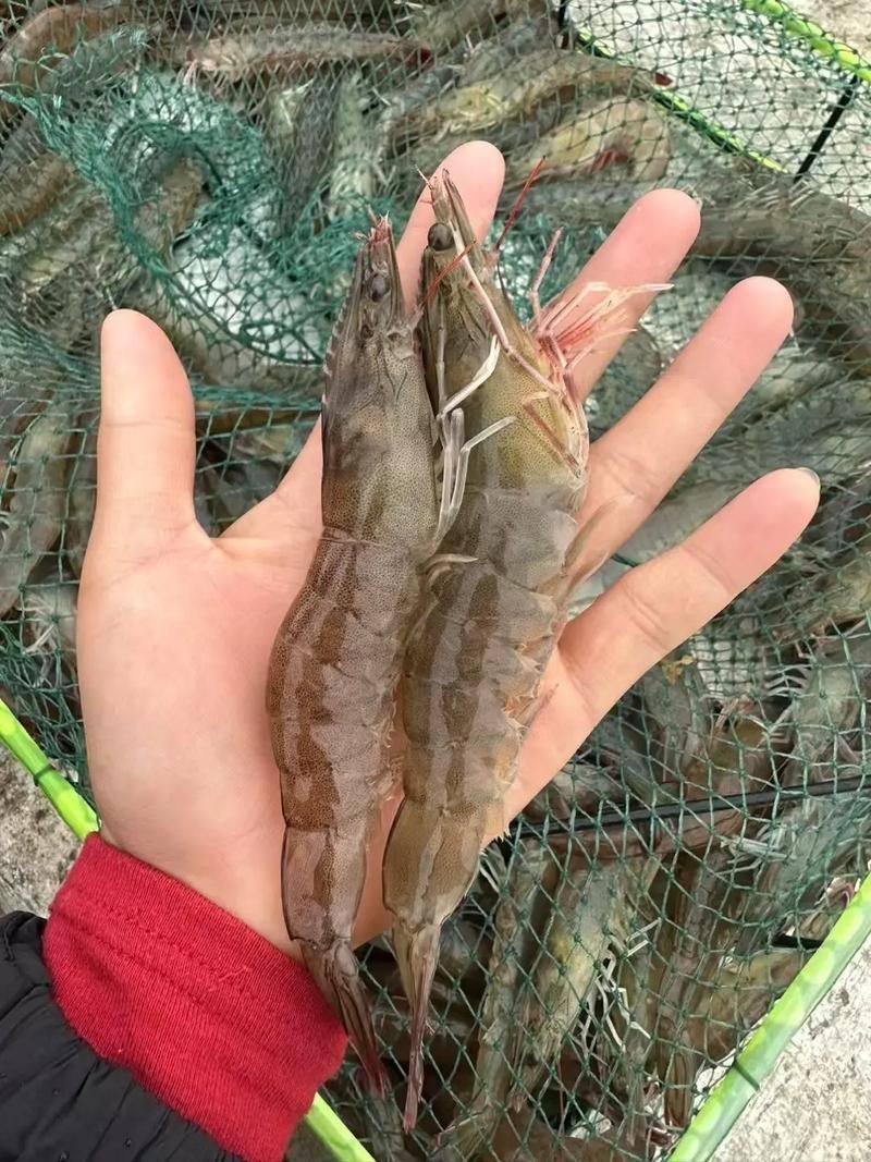 哪些龍魚品種適合搭配這些食物？，龍魚品種適合搭配“配圖”，