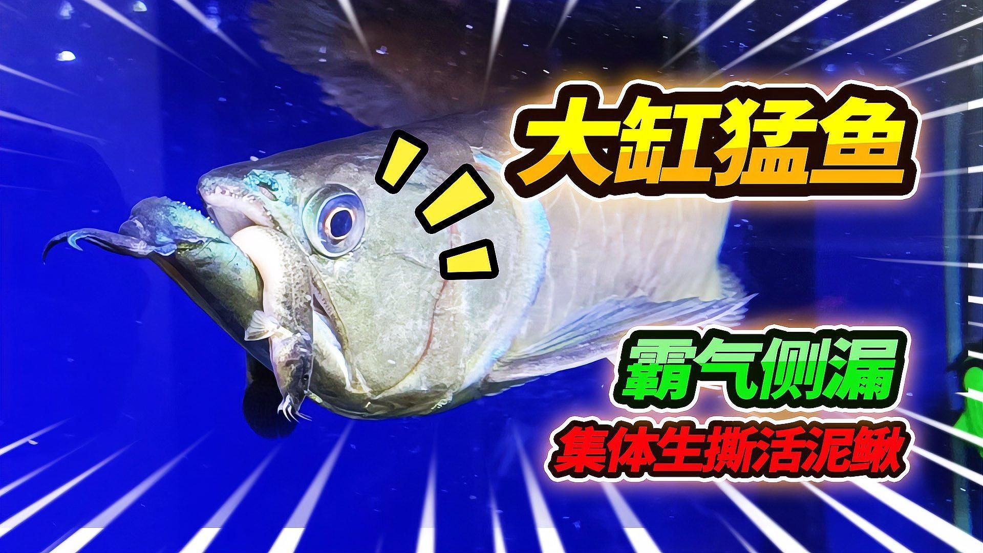 哪些龍魚品種適合搭配這些食物？，龍魚品種適合搭配“配圖”，