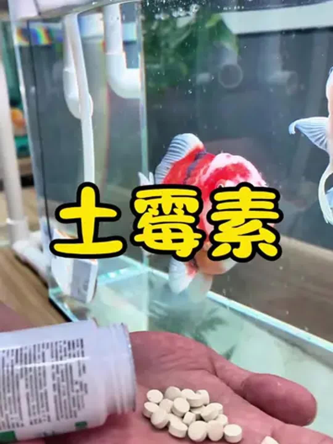 有哪些藥物可以預防龍魚須子感染？，有哪些藥物可以預防龍魚須子感染?