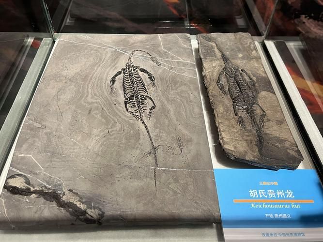巢湖龍化石有哪些重要發現，巢湖龍化石有哪些重要發現巢湖龍化石有哪些重要發現