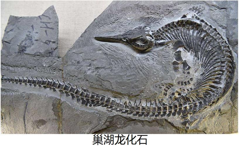 巢湖龍化石有哪些重要發現，巢湖龍化石有哪些重要發現巢湖龍化石有哪些重要發現