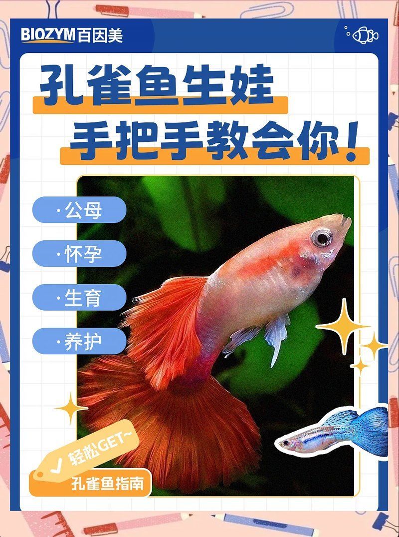 孔雀魚繁殖時需要哪些條件，孔雀魚繁殖全攻略