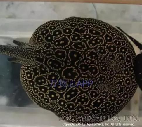 如何判斷黑帝王魟魚是否性成熟？，如何判斷黑帝王魟魚是否性成熟