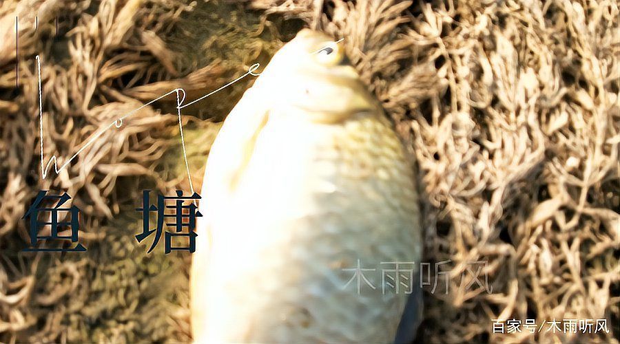 火龍魚中毒后有哪些治療方法，關于火龍魚中毒的一些建議