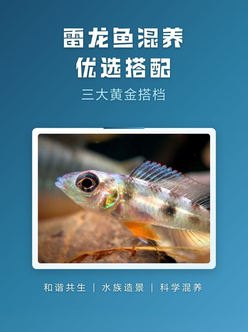 雷龍魚適合哪些種類的魚，雷龍魚適合與以下幾種類型的魚一起飼養