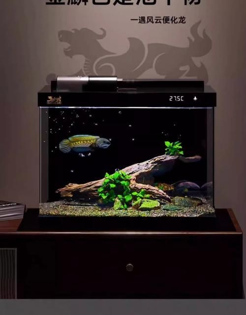 給我推薦幾款性價比高的龍魚缸設備，性價比高的龍魚缸設備推薦