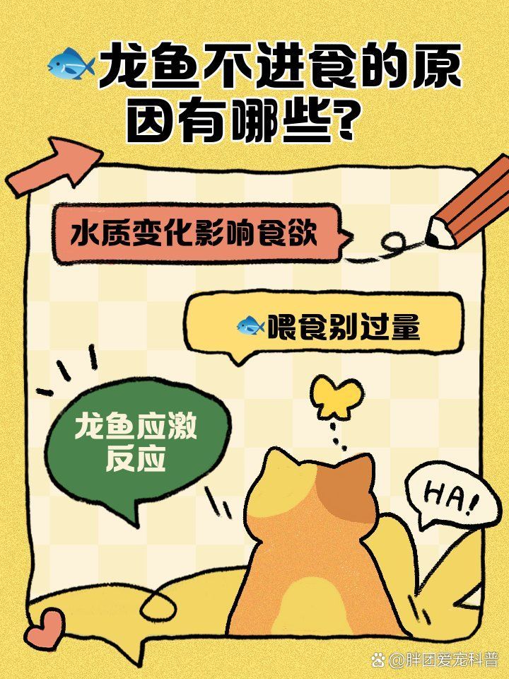 龍魚突然不吃食如何急救？，龍魚突然不吃食可能是由多種原因引起的