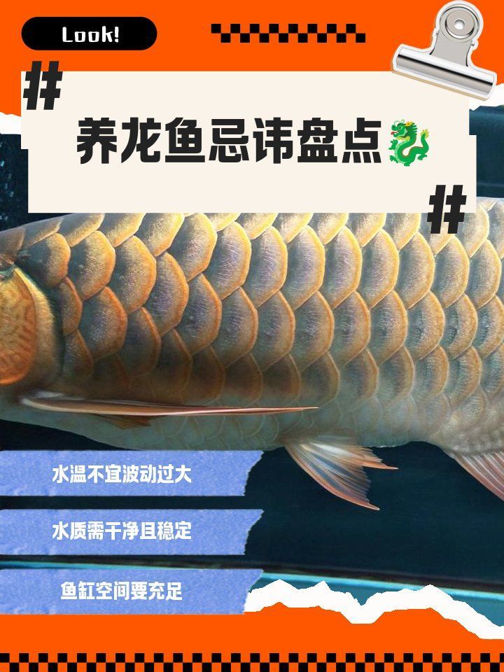 養龍魚有哪些常見的誤區？，養龍魚時常見的幾大誤區