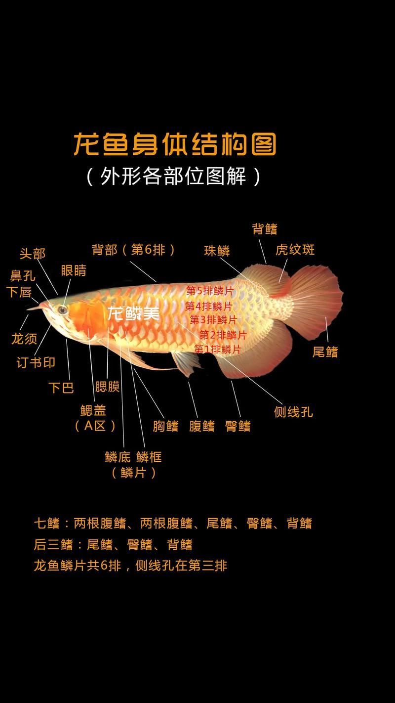 龍魚寬體基因有哪些優勢，龍魚寬體基因在養殖中的應用