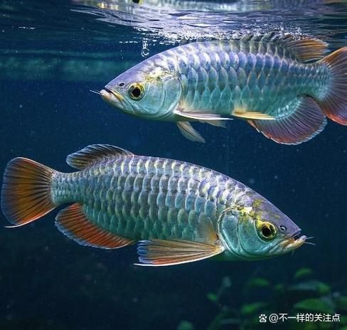給我一些將樂龍魚的養殖圖片，將樂龍魚養殖日常管理